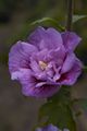 Hibiscus syriacus Lawender Chiffon IMG_6316 Ketmia syryjska